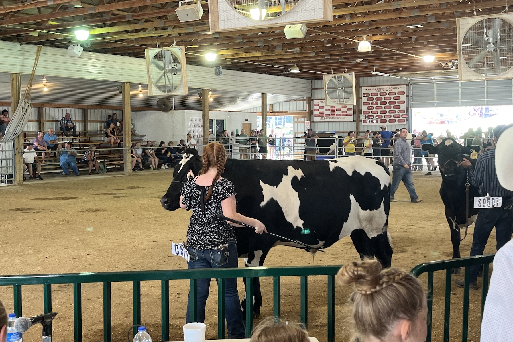 steer show county fair