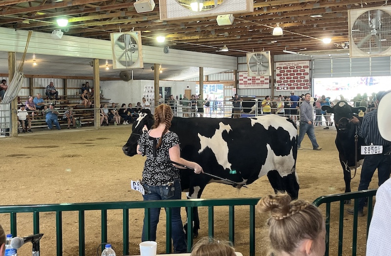 steer show county fair2
