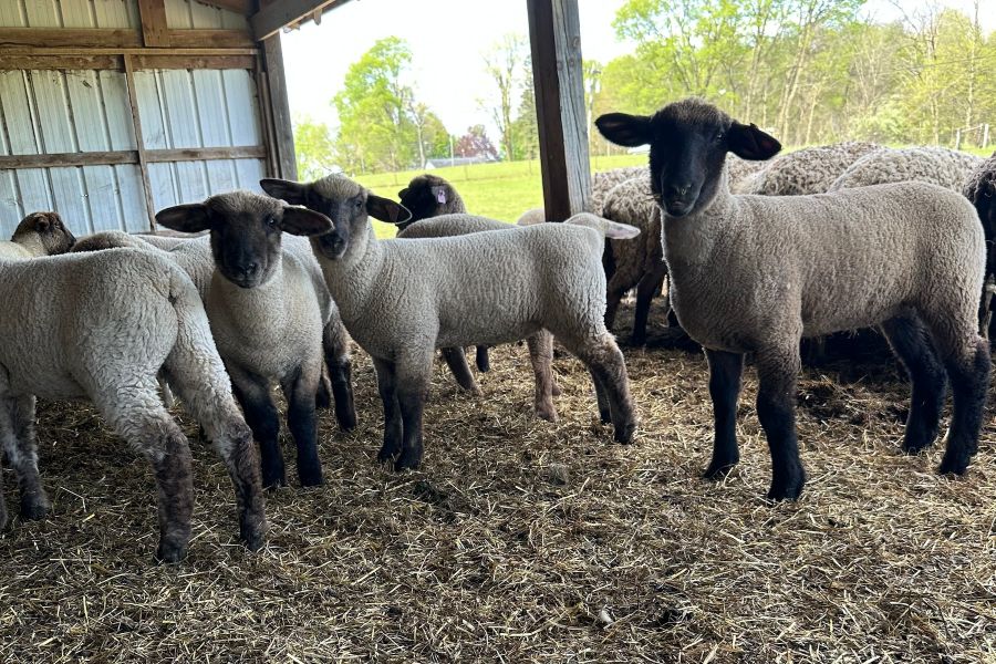 Project Lambs